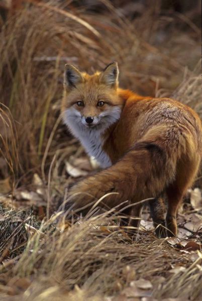 Colorado, Jefferson County Close-up of red fox